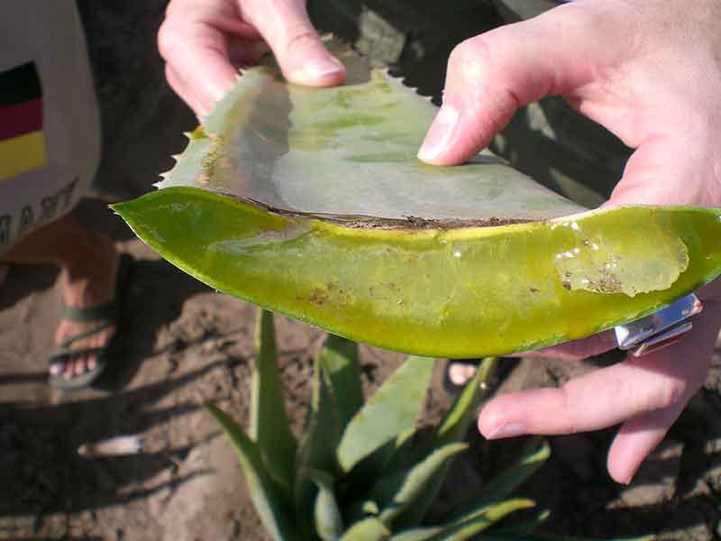 La nostra Aloe Vera